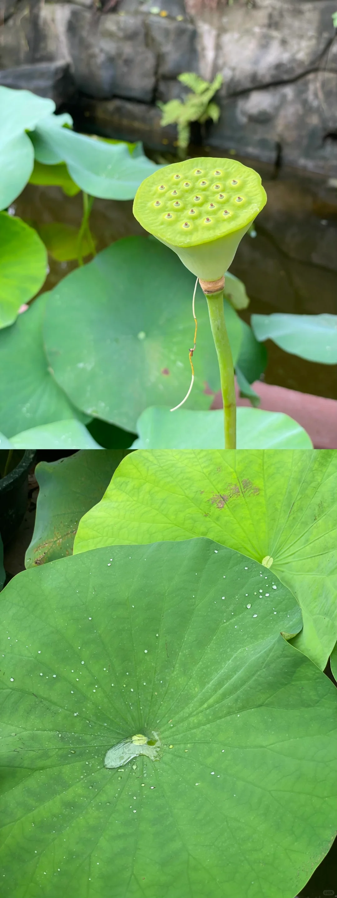 番禺|莲花山