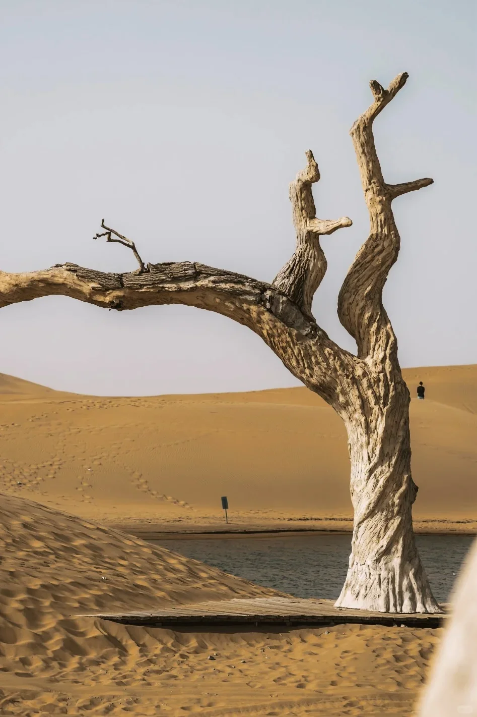 乌海｜一半沙漠一半海，完全被低估的城市