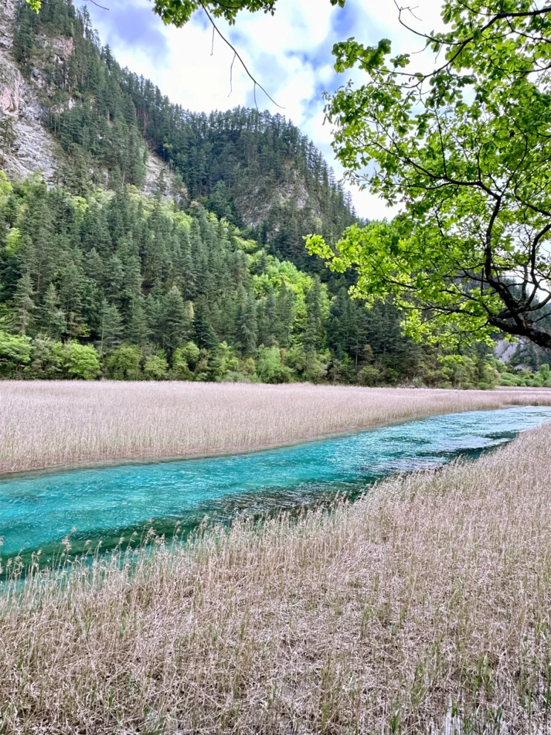 📍九寨沟已回,真心建议5-6月去,因为…