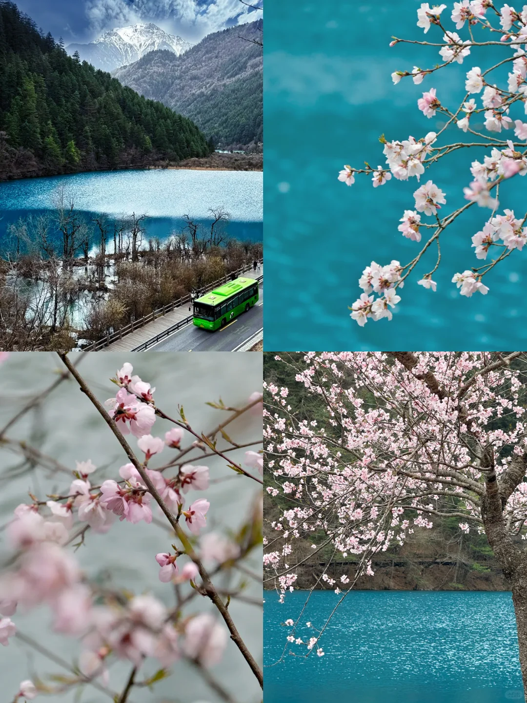 📍九寨沟已回,真心建议5-6月去,因为…