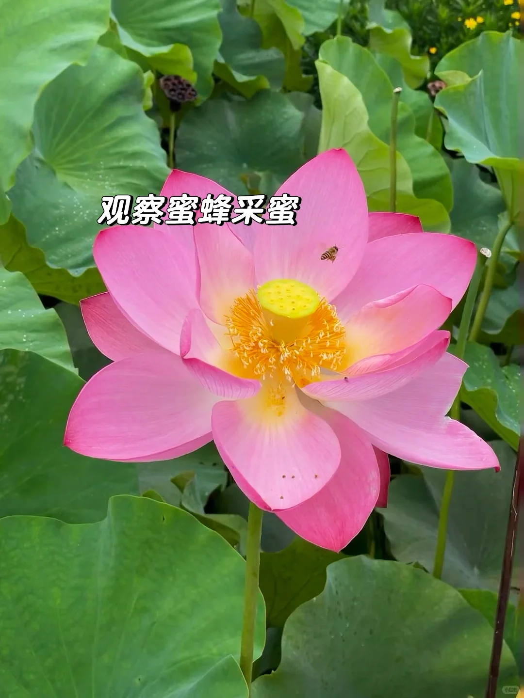 比起海南三亚，这才是夏天最佳避暑亲子城市