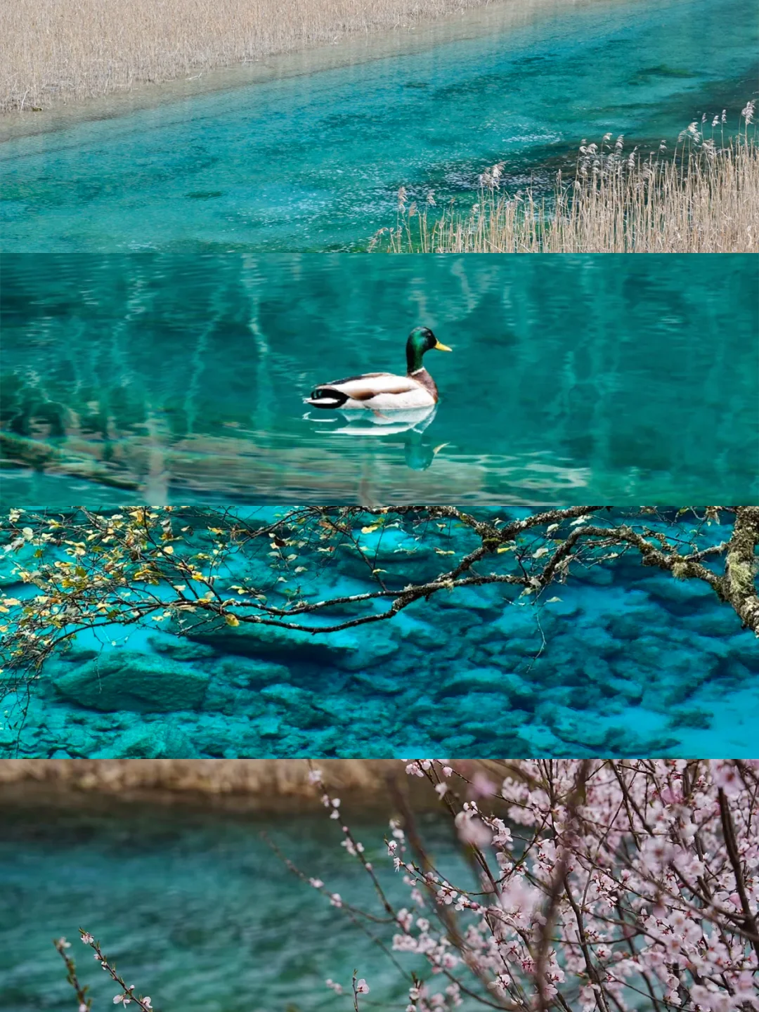 📍九寨沟已回,真心建议5-6月去,因为…