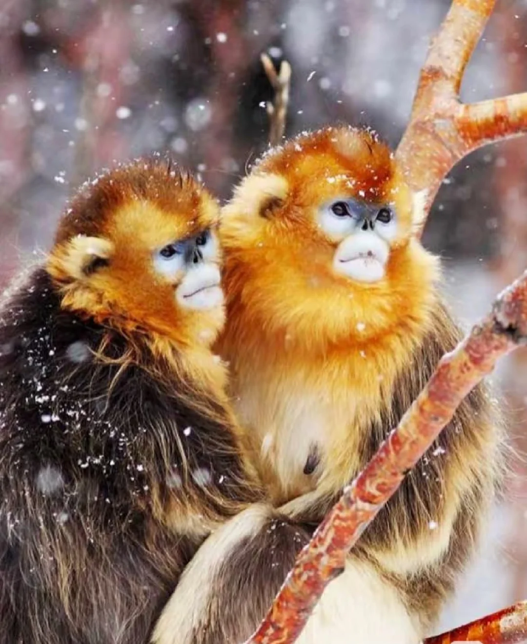 神农架旅游攻略，宝藏地等你来挖！