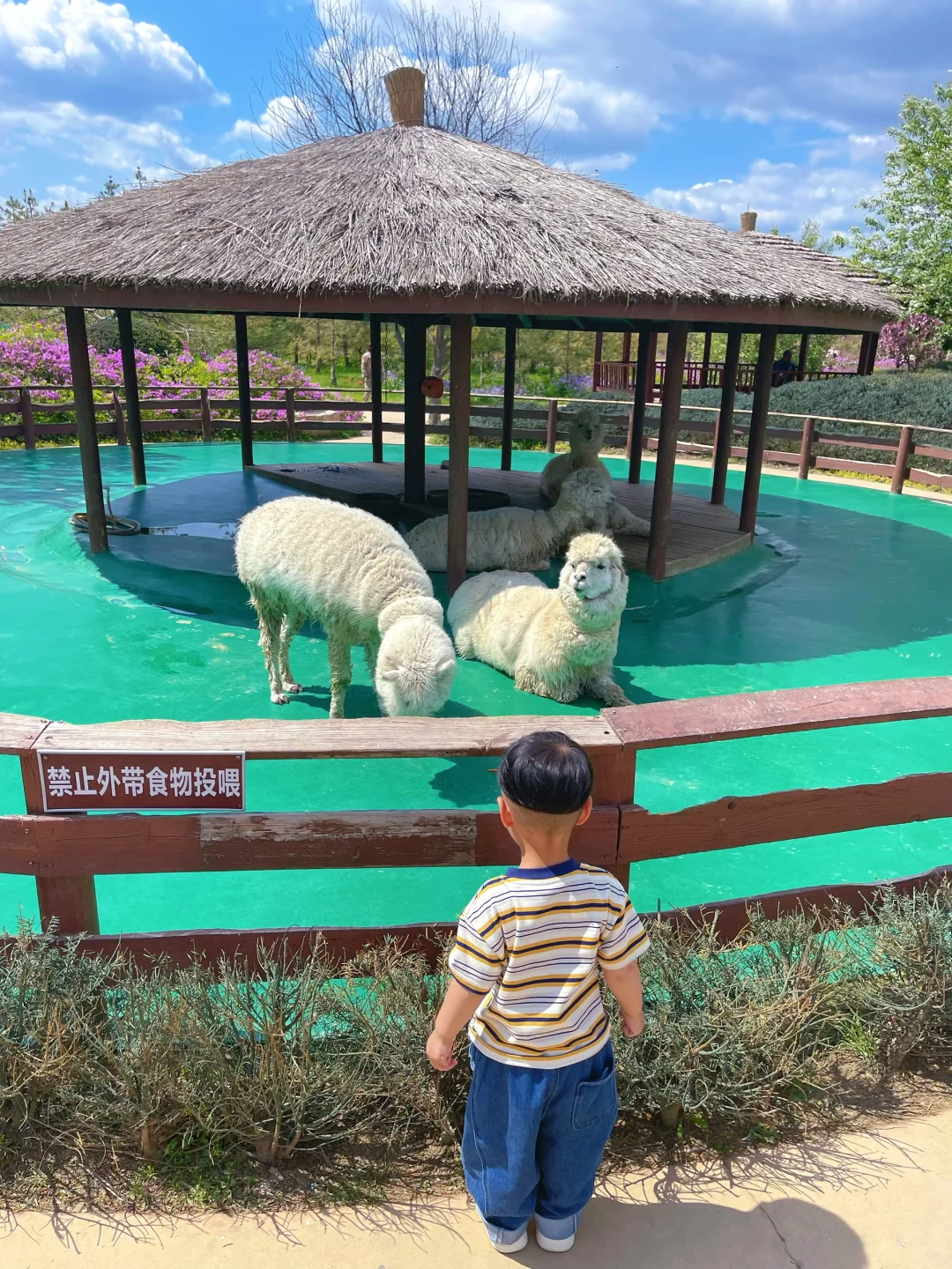 掉进了宫崎骏的画卷里🖼️