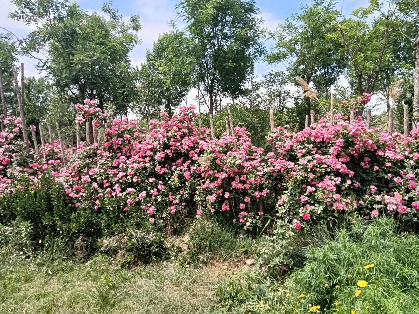 春末夏初的沁河郊野