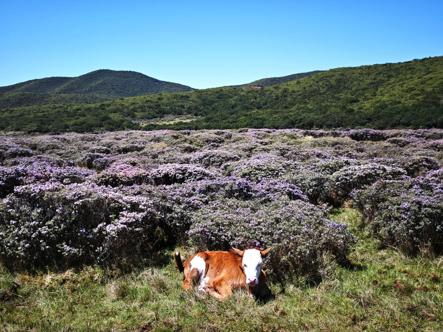 想在大凉山的索玛花草原一直呆着
