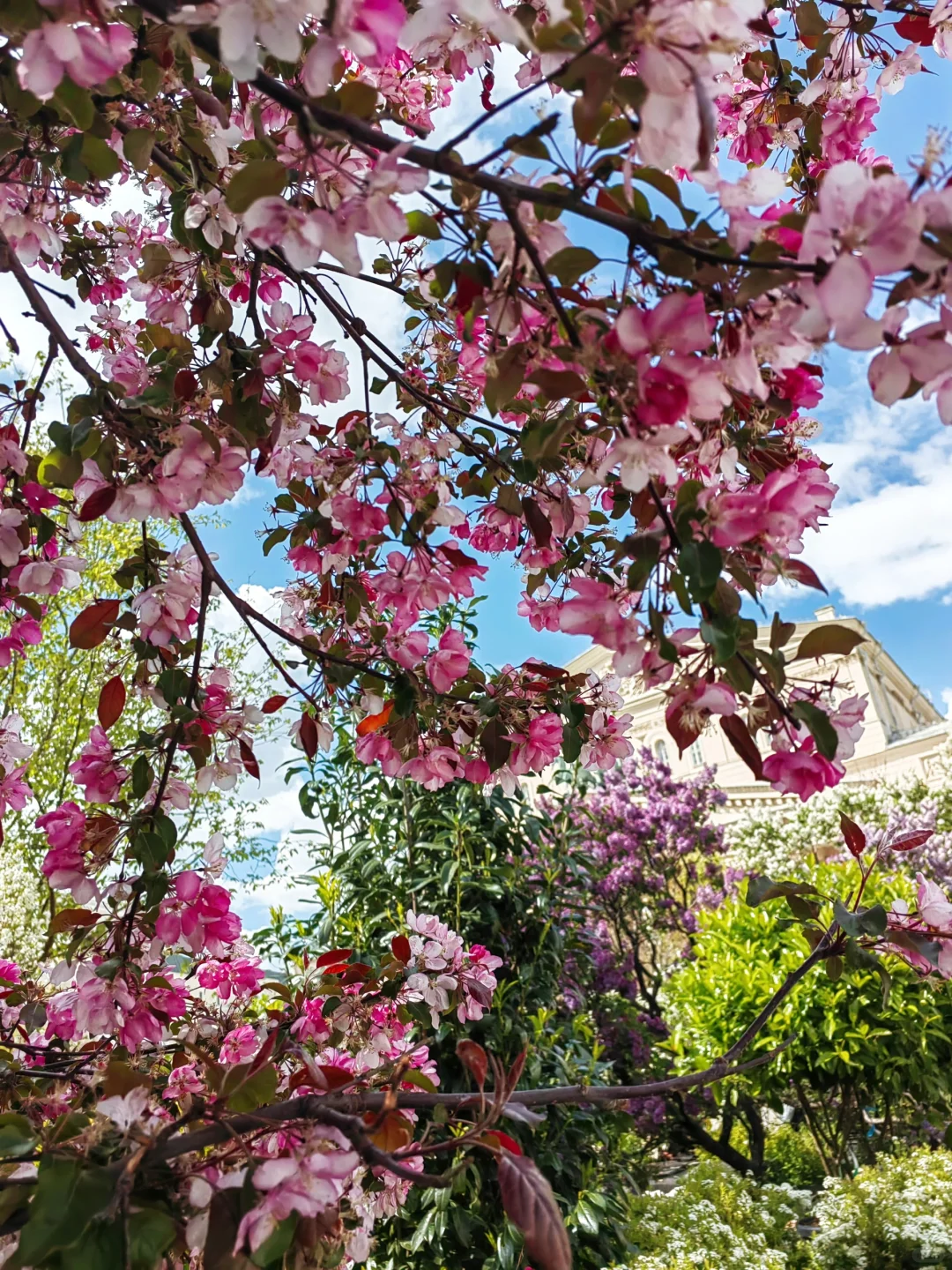 5.14 被莫斯科大剧院的茶花美到啦