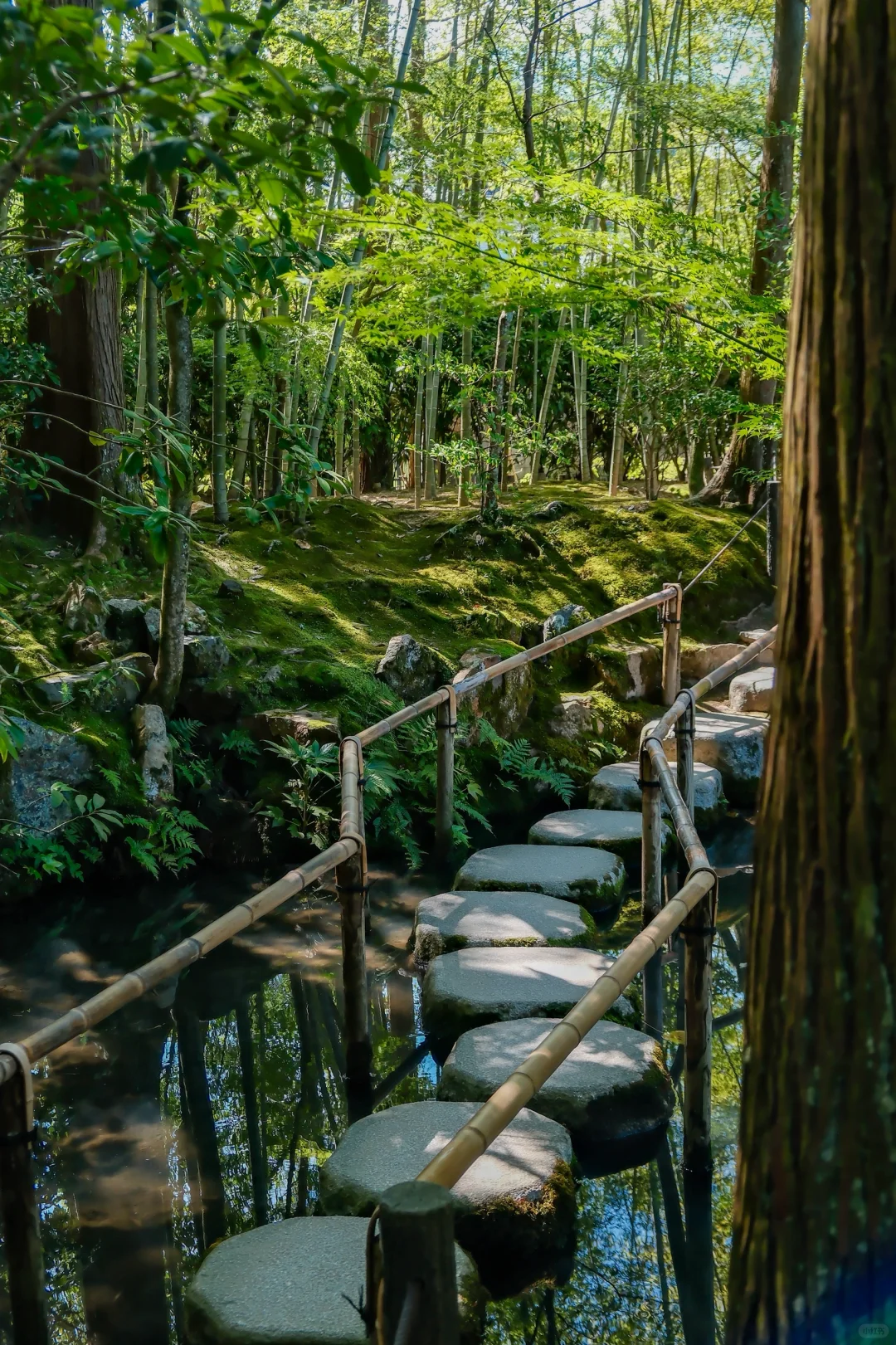 🇯🇵|天授庵🍃京都最值得的一日游路线