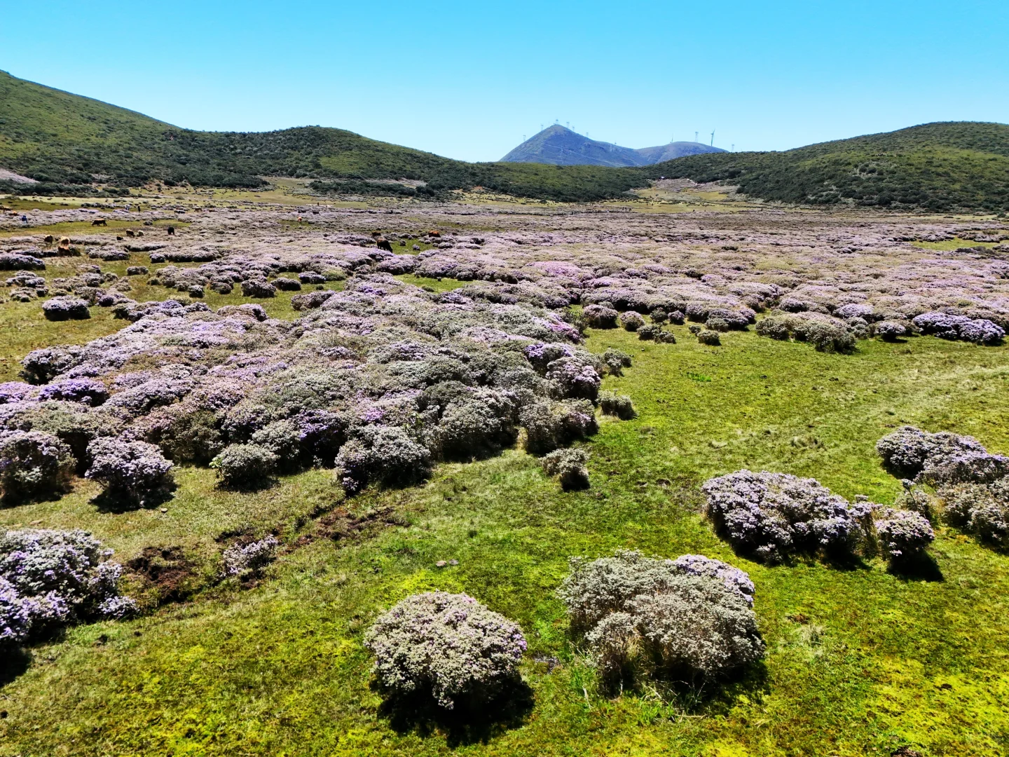 想在大凉山的索玛花草原一直呆着
