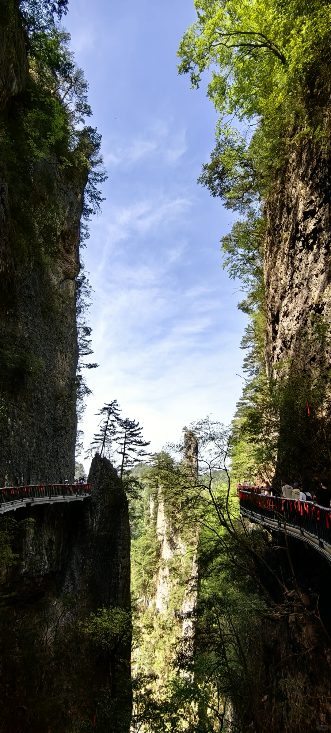 光雾山看高山杜鹃花攻略