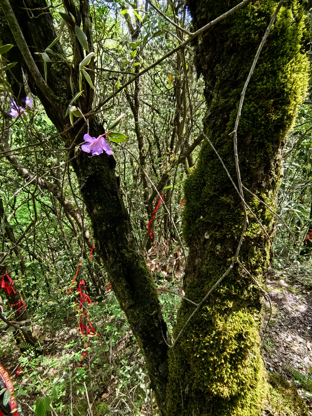 光雾山看高山杜鹃花攻略