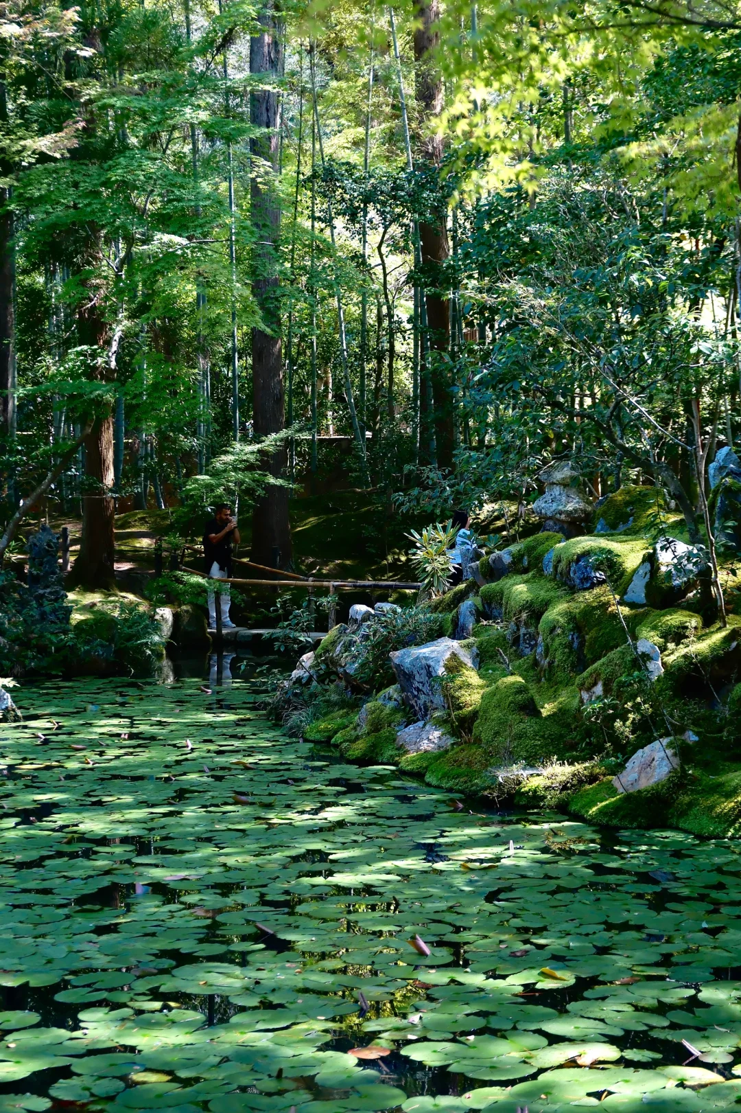 🇯🇵|天授庵🍃京都最值得的一日游路线