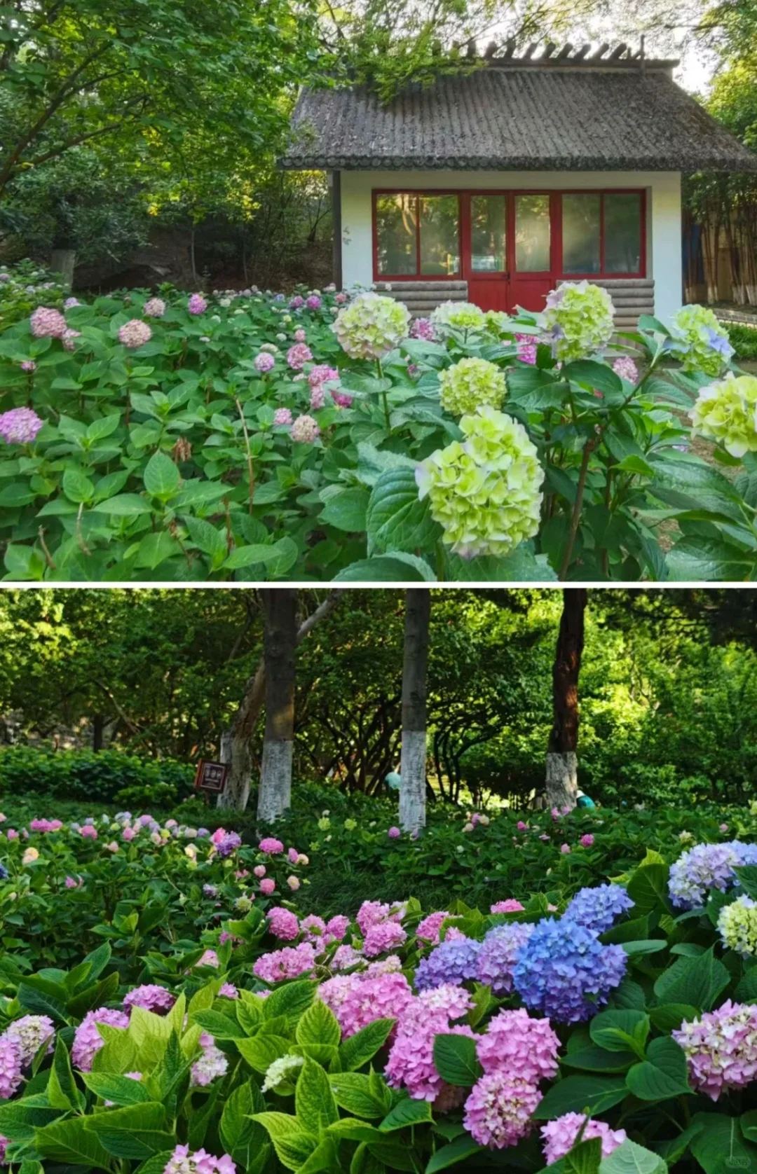 南京免费绣球公园旅游赏花景点攻略