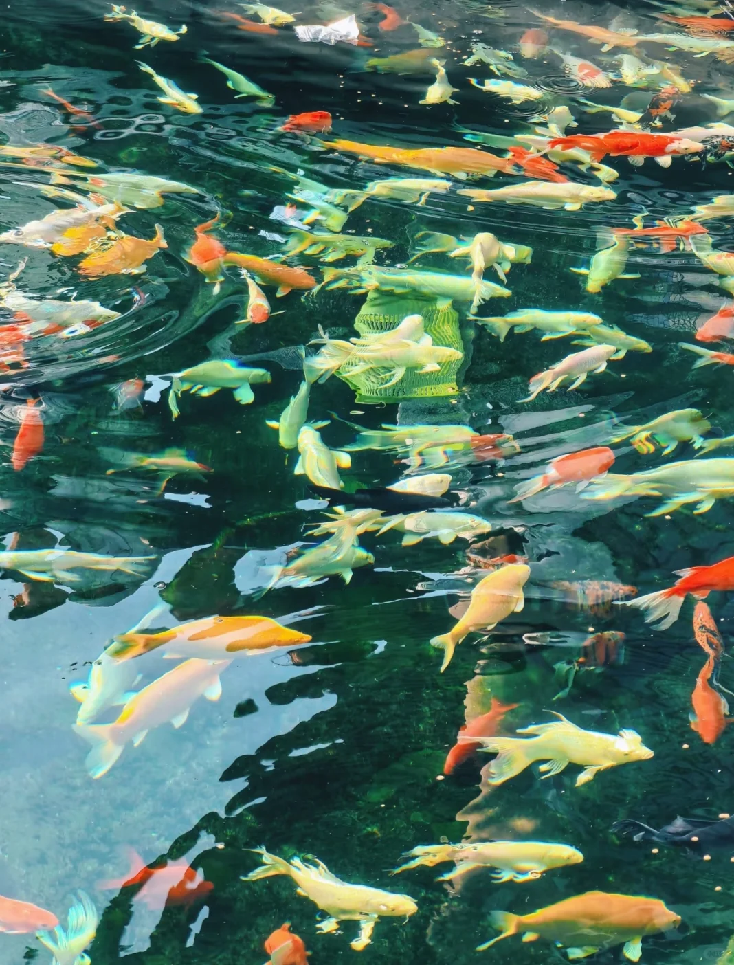 南京免费绣球公园旅游赏花景点攻略