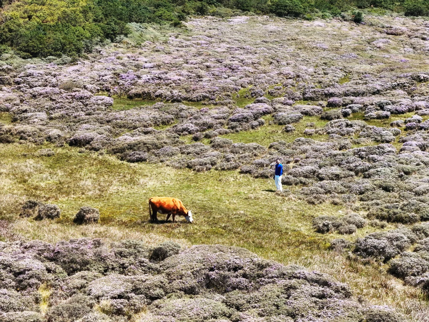 想在大凉山的索玛花草原一直呆着