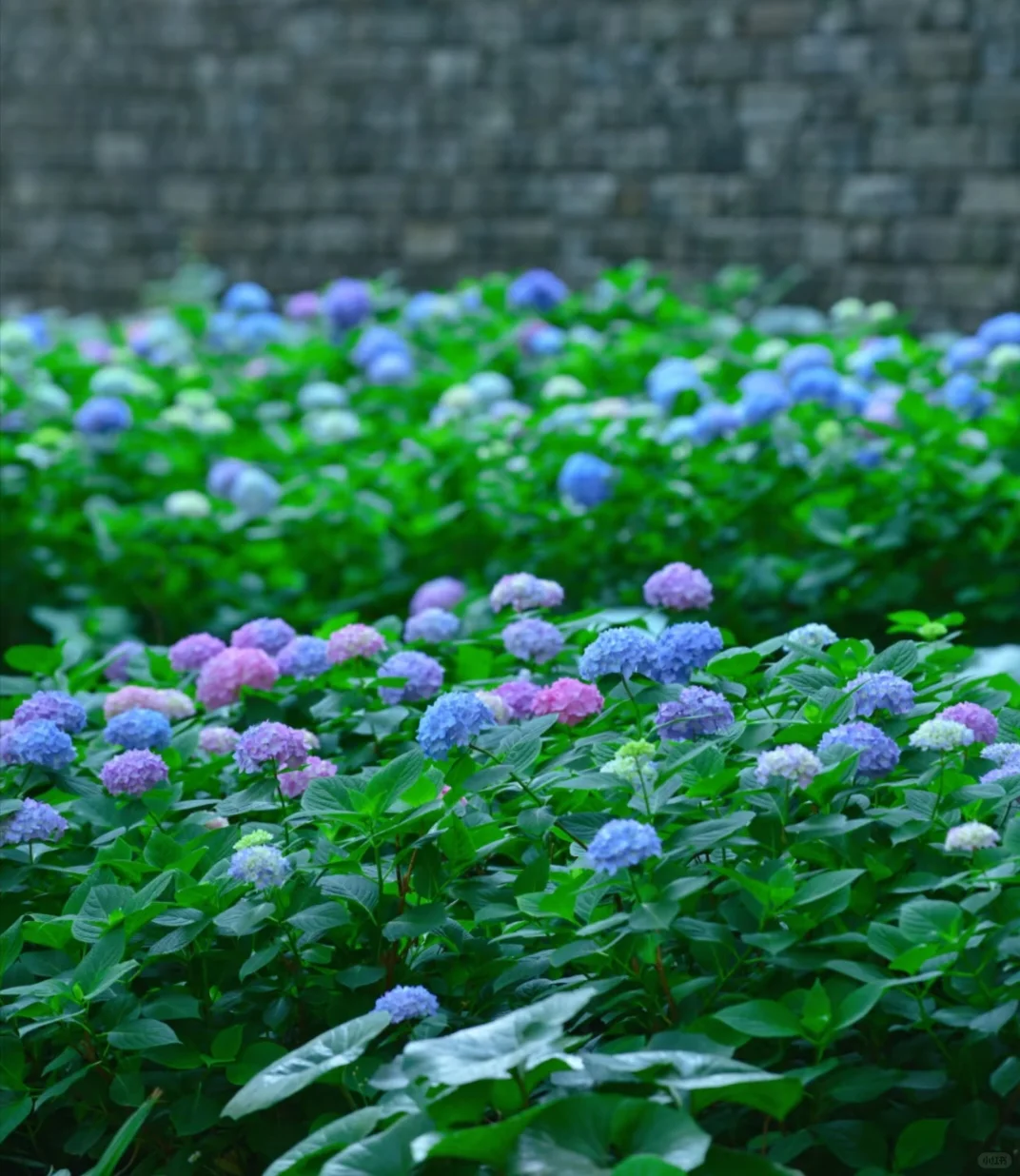 南京免费绣球公园旅游赏花景点攻略