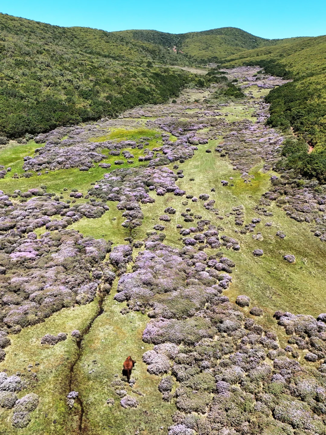想在大凉山的索玛花草原一直呆着