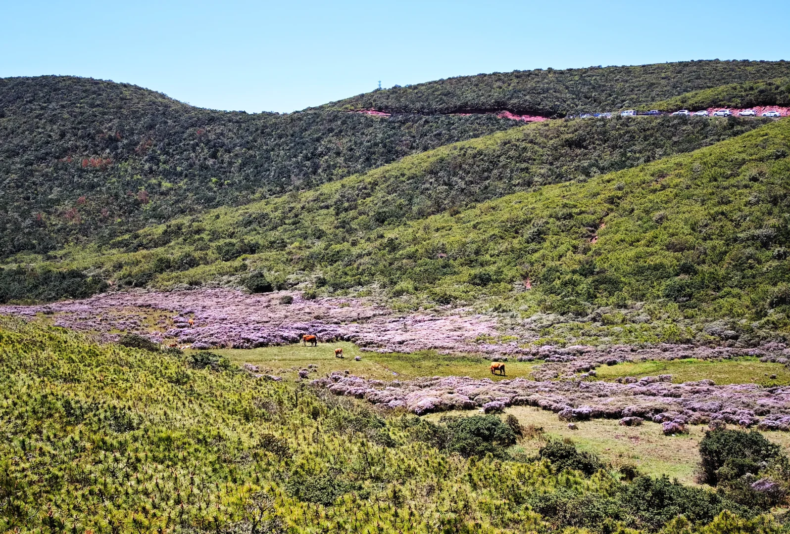 想在大凉山的索玛花草原一直呆着