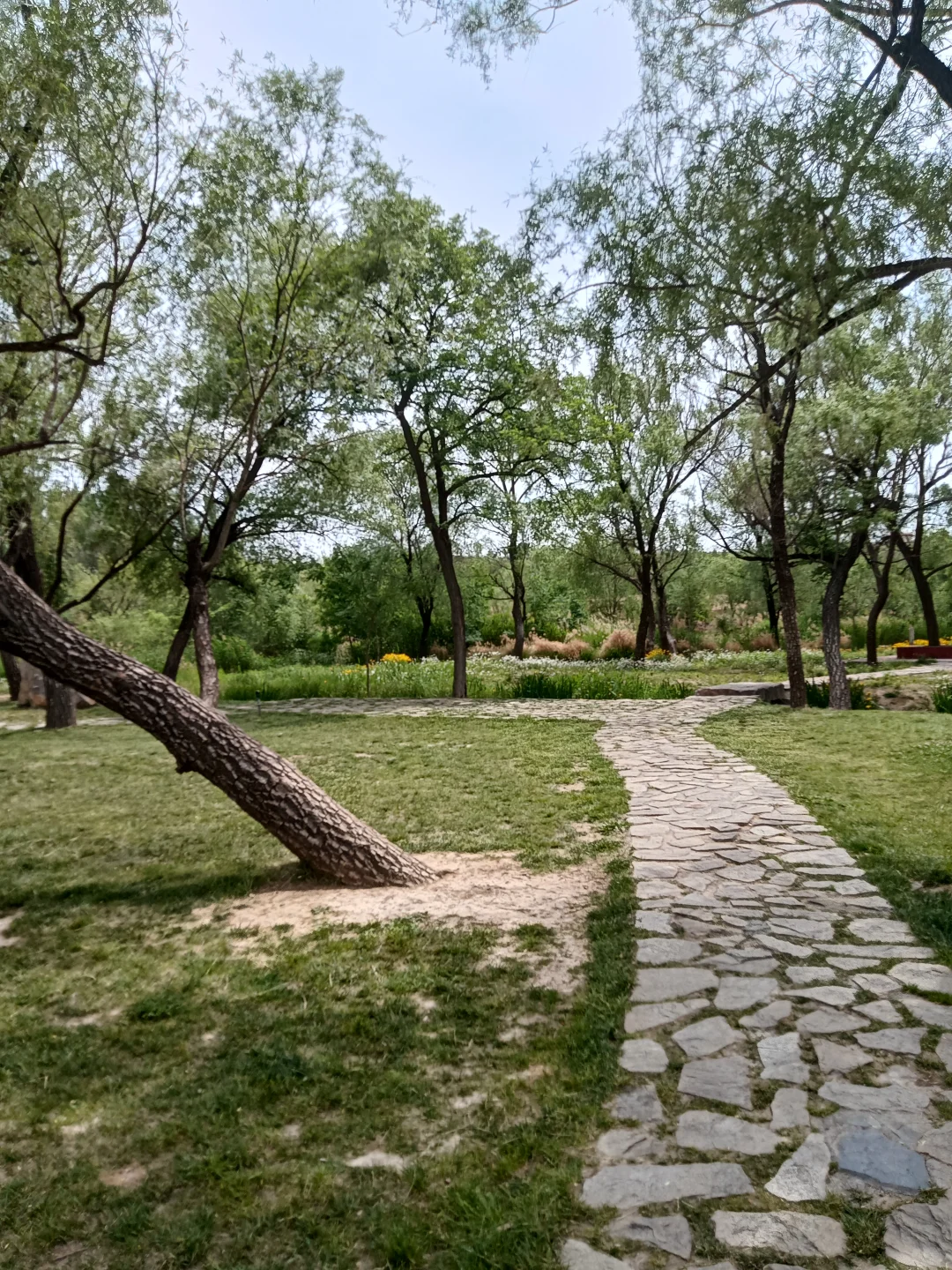 春末夏初的沁河郊野
