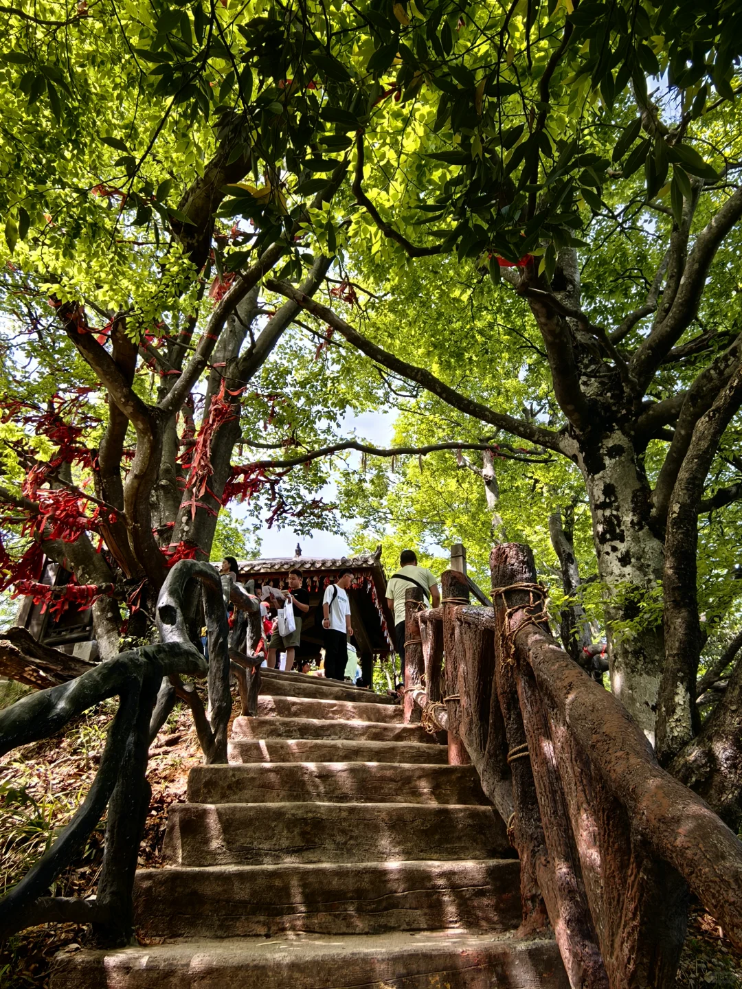 光雾山看高山杜鹃花攻略