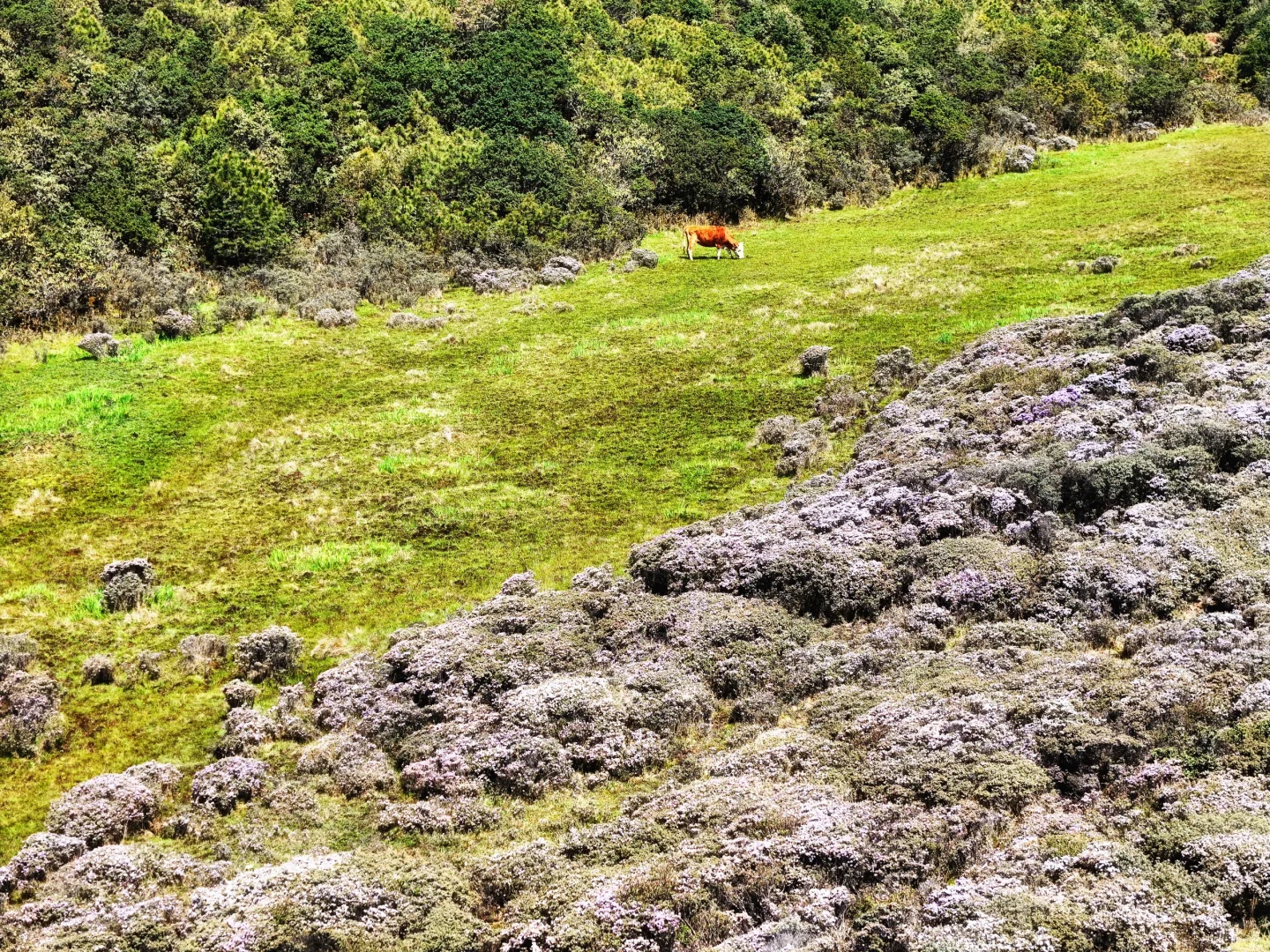 想在大凉山的索玛花草原一直呆着