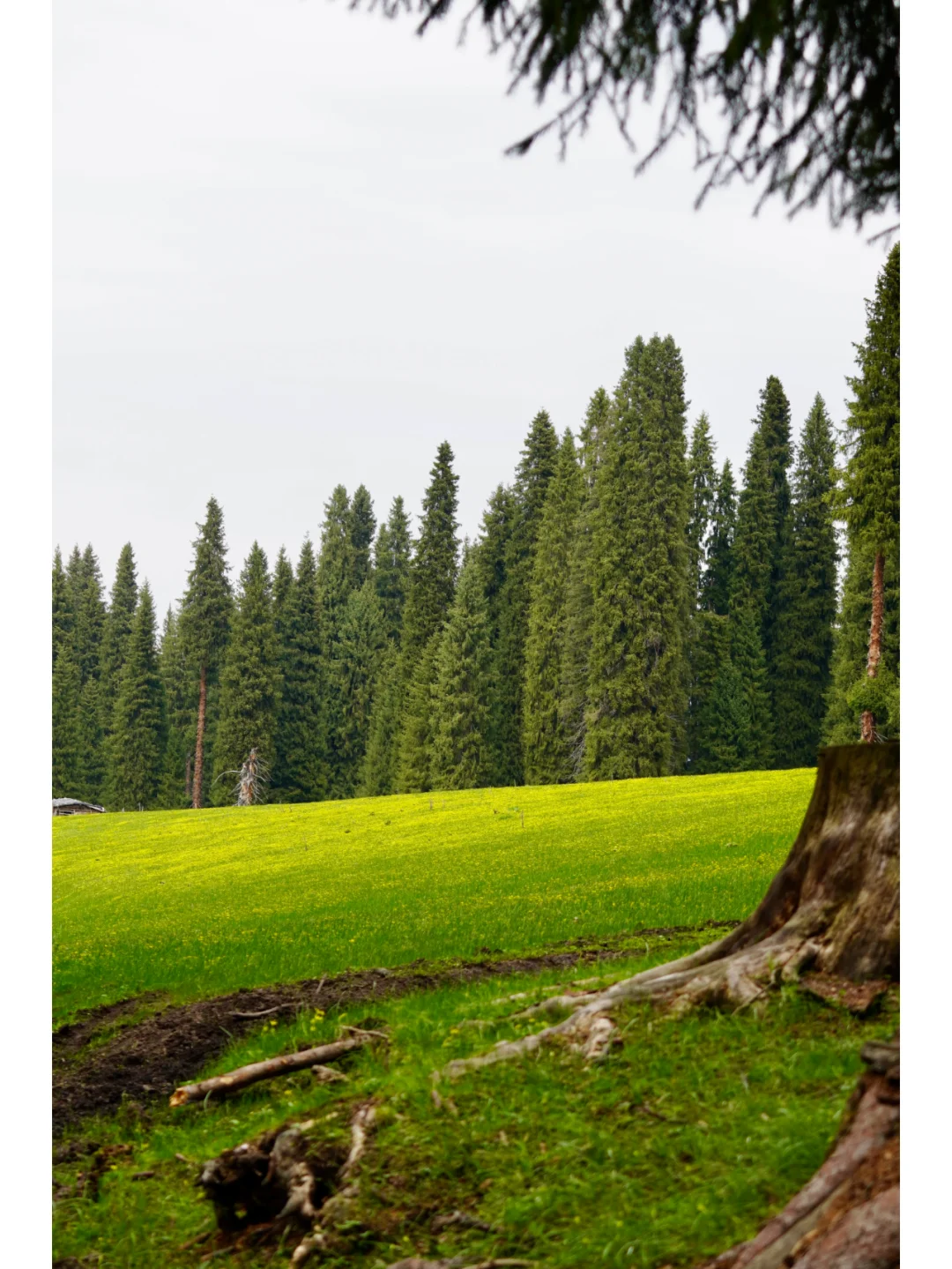 去了10次➕新疆，我的建议是：