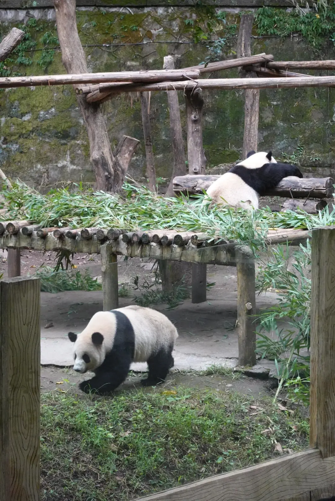 去了成都7次😭踩坑避雷攻略速度码！！