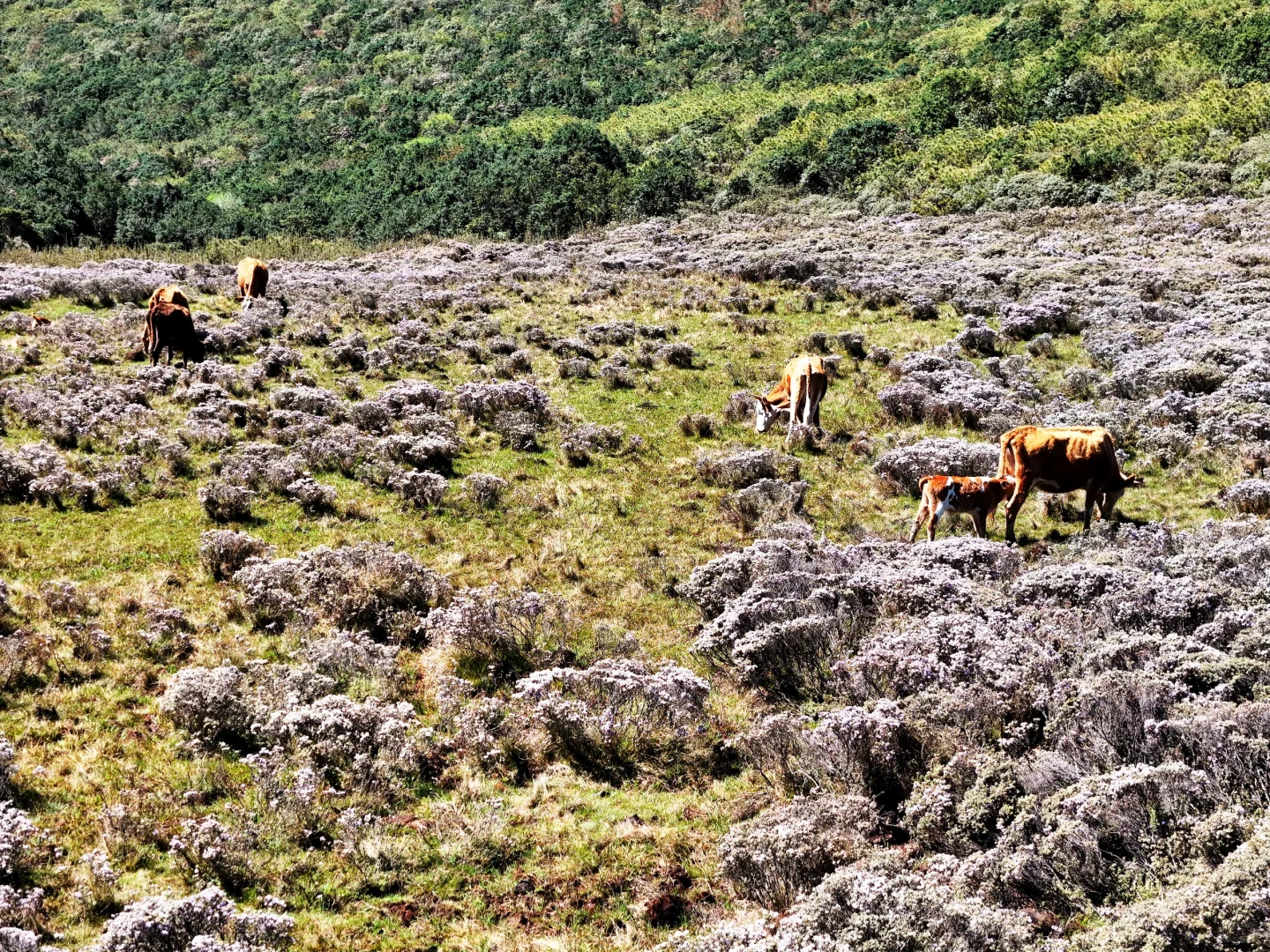 想在大凉山的索玛花草原一直呆着