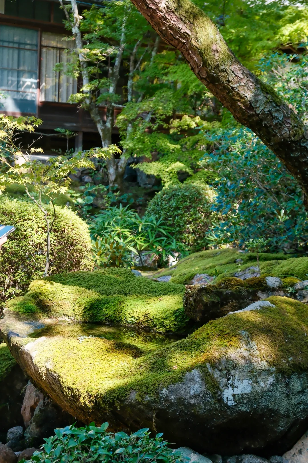 🇯🇵|天授庵🍃京都最值得的一日游路线