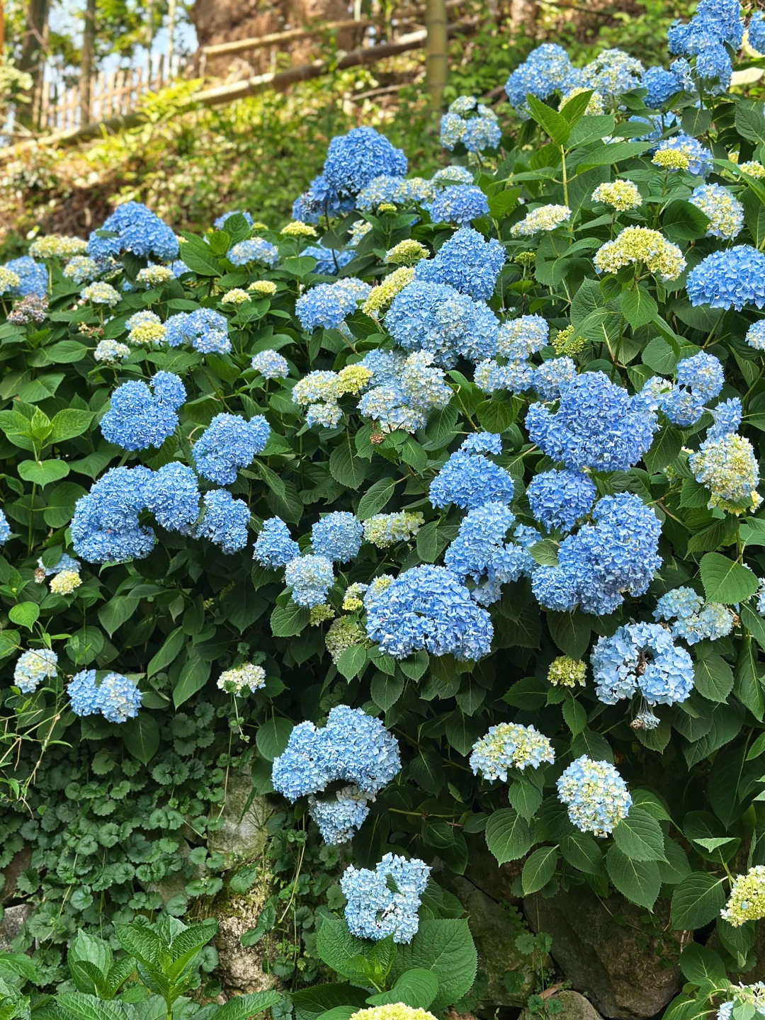 温州泰顺小众打卡景点，绣球花海绝了绝了