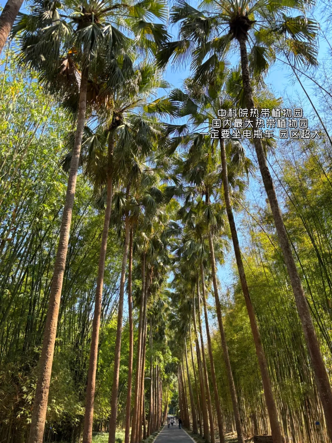 西双版纳3-5月必看！绝美打卡地曝光！