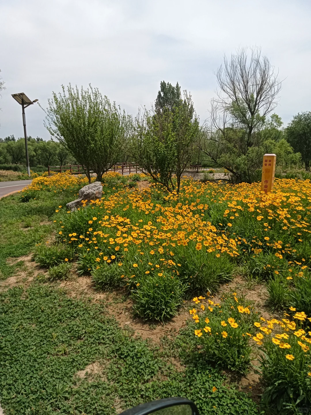 春末夏初的沁河郊野