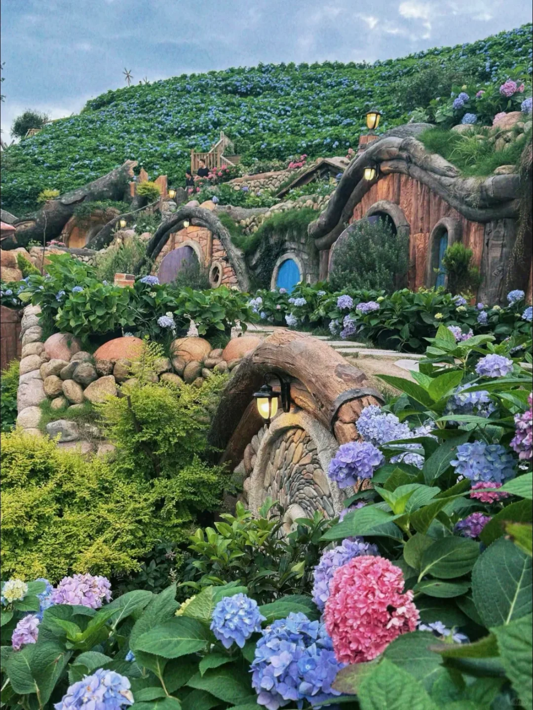 温州泰顺小众打卡景点，绣球花海绝了绝了