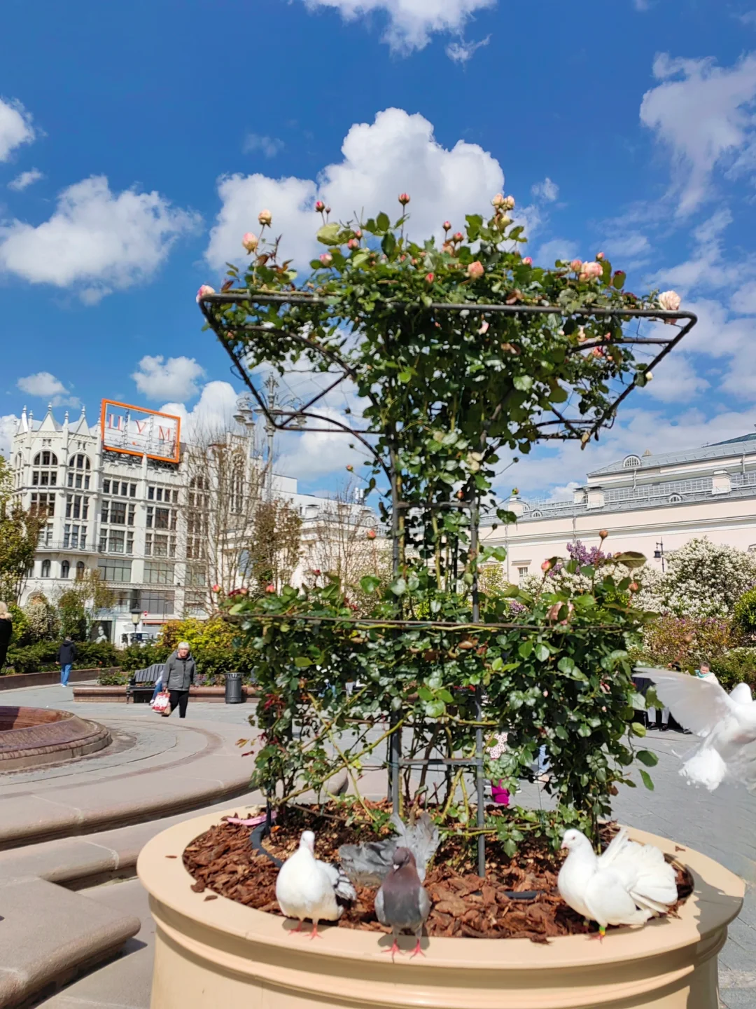 5.14 被莫斯科大剧院的茶花美到啦