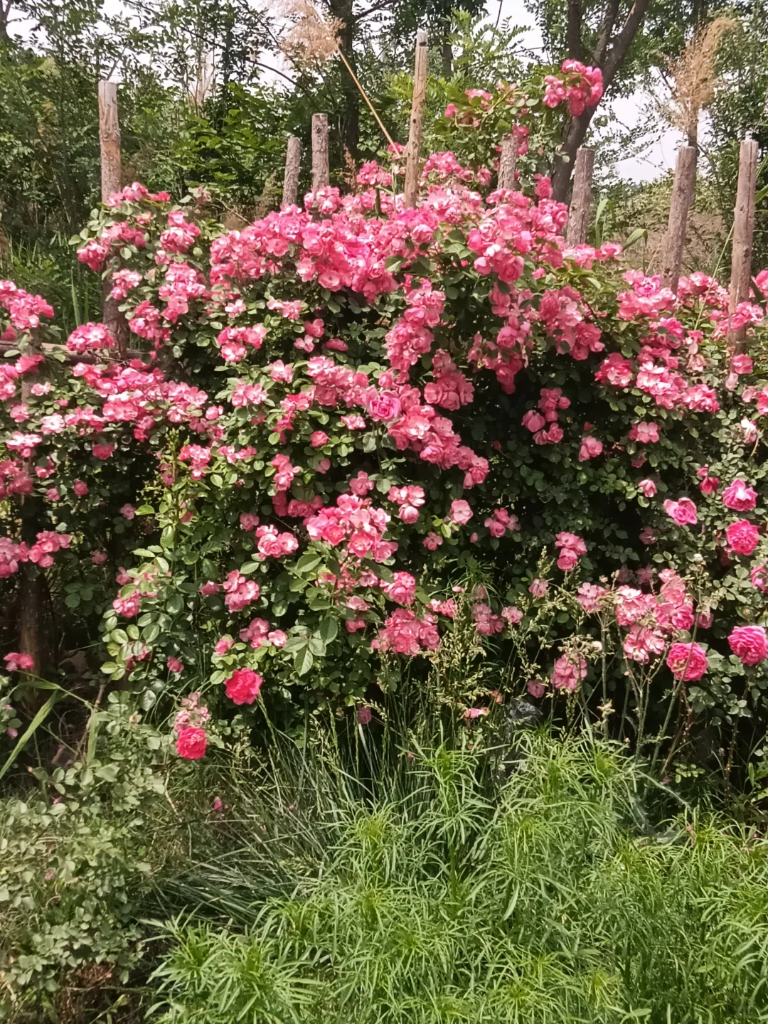 春末夏初的沁河郊野