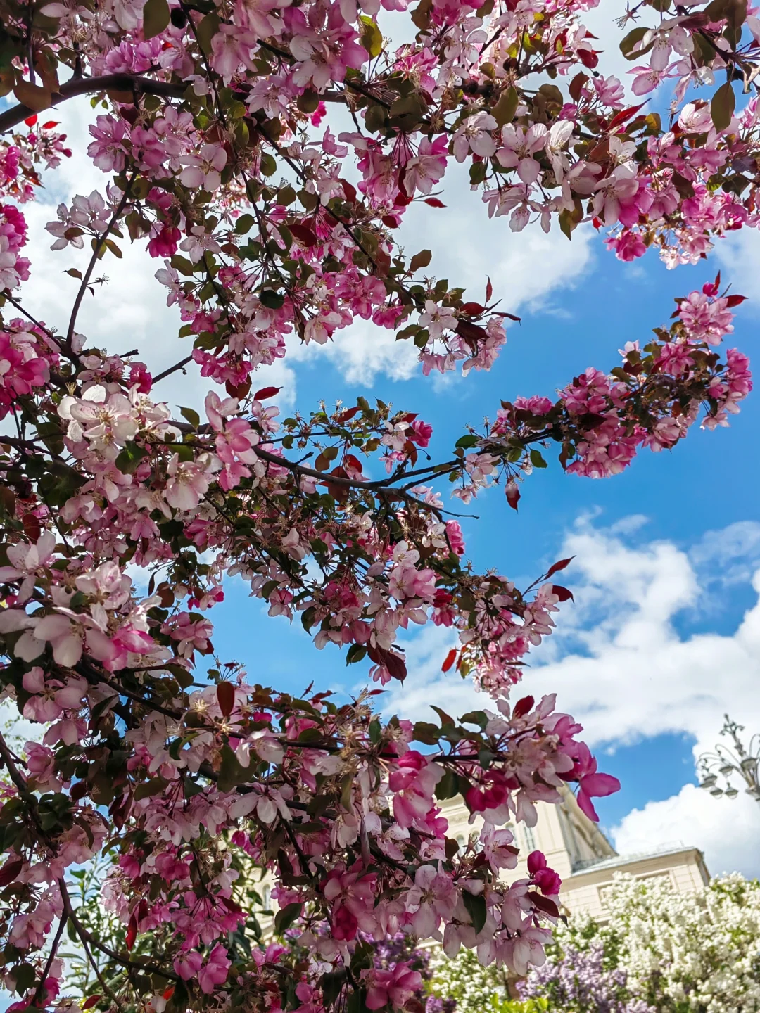 5.14 被莫斯科大剧院的茶花美到啦