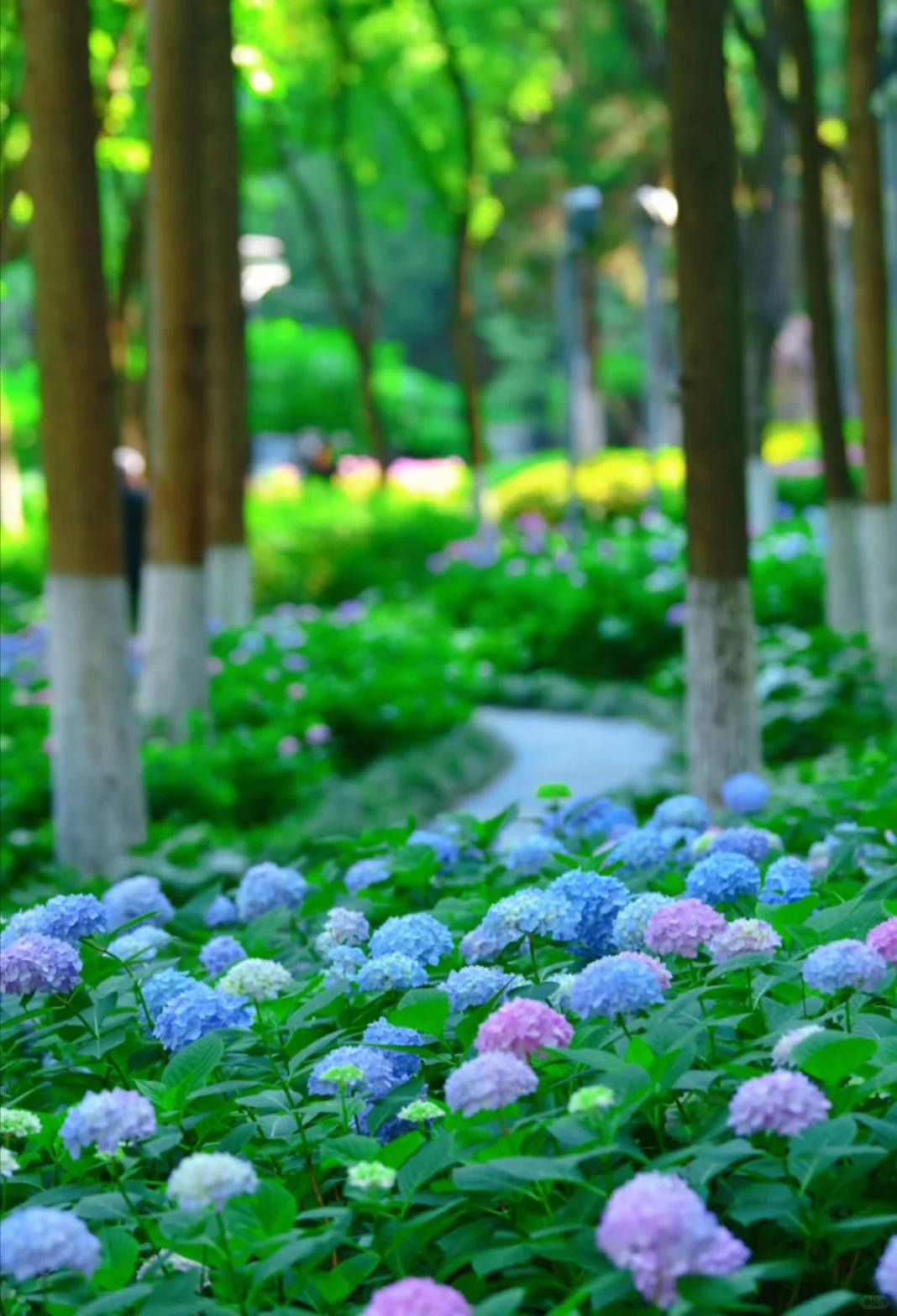 南京免费绣球公园旅游赏花景点攻略