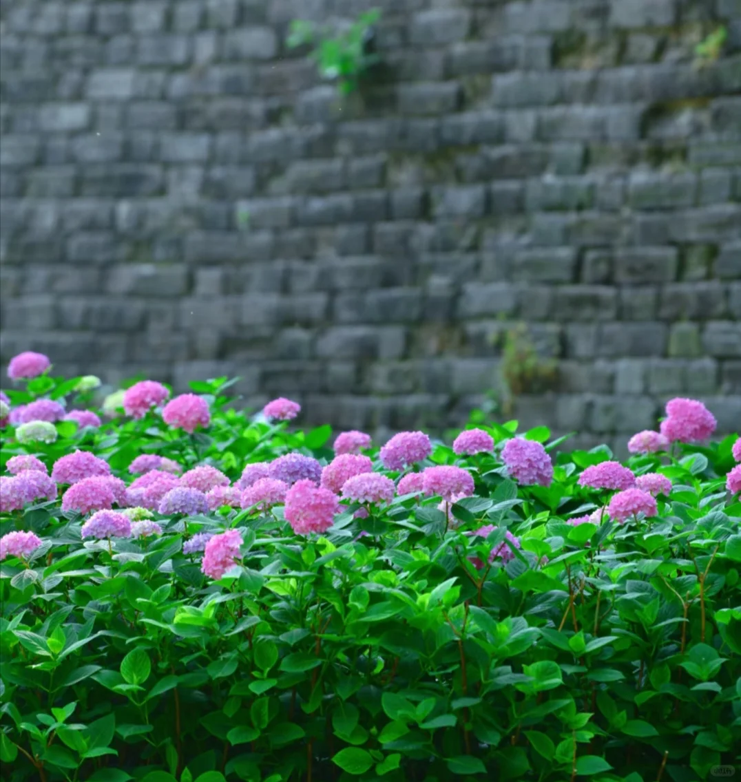 南京免费绣球公园旅游赏花景点攻略