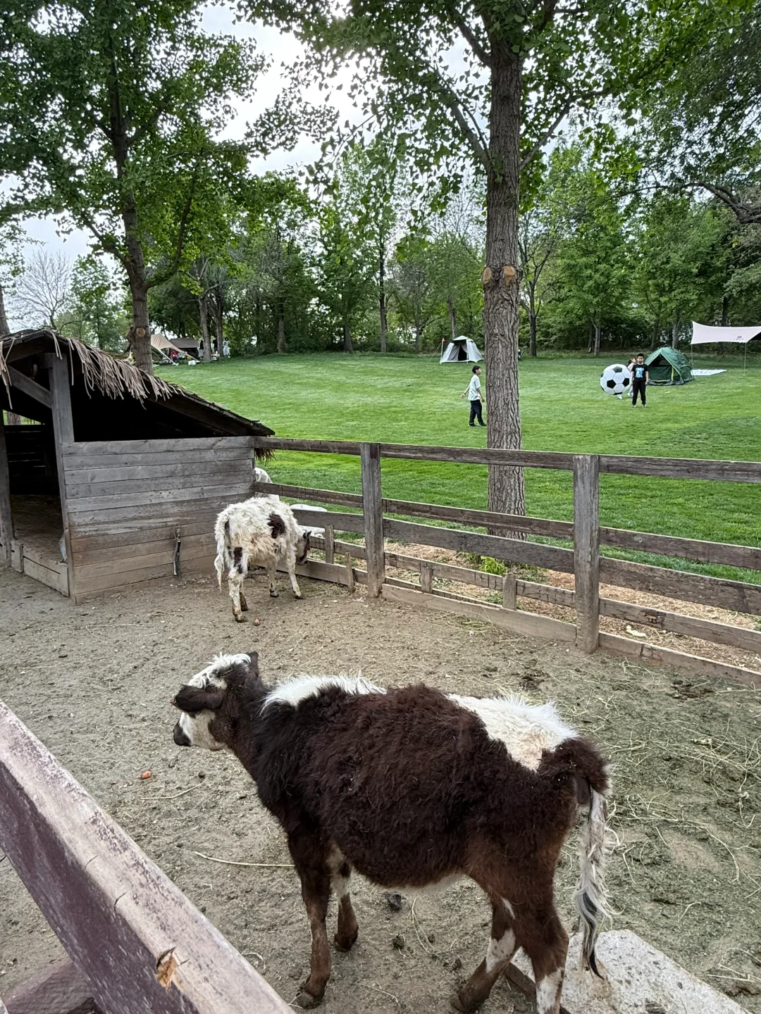 天津出发2h到达!趁好天气去大自然摆烂