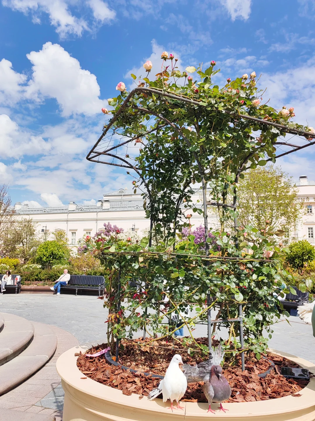 5.14 被莫斯科大剧院的茶花美到啦