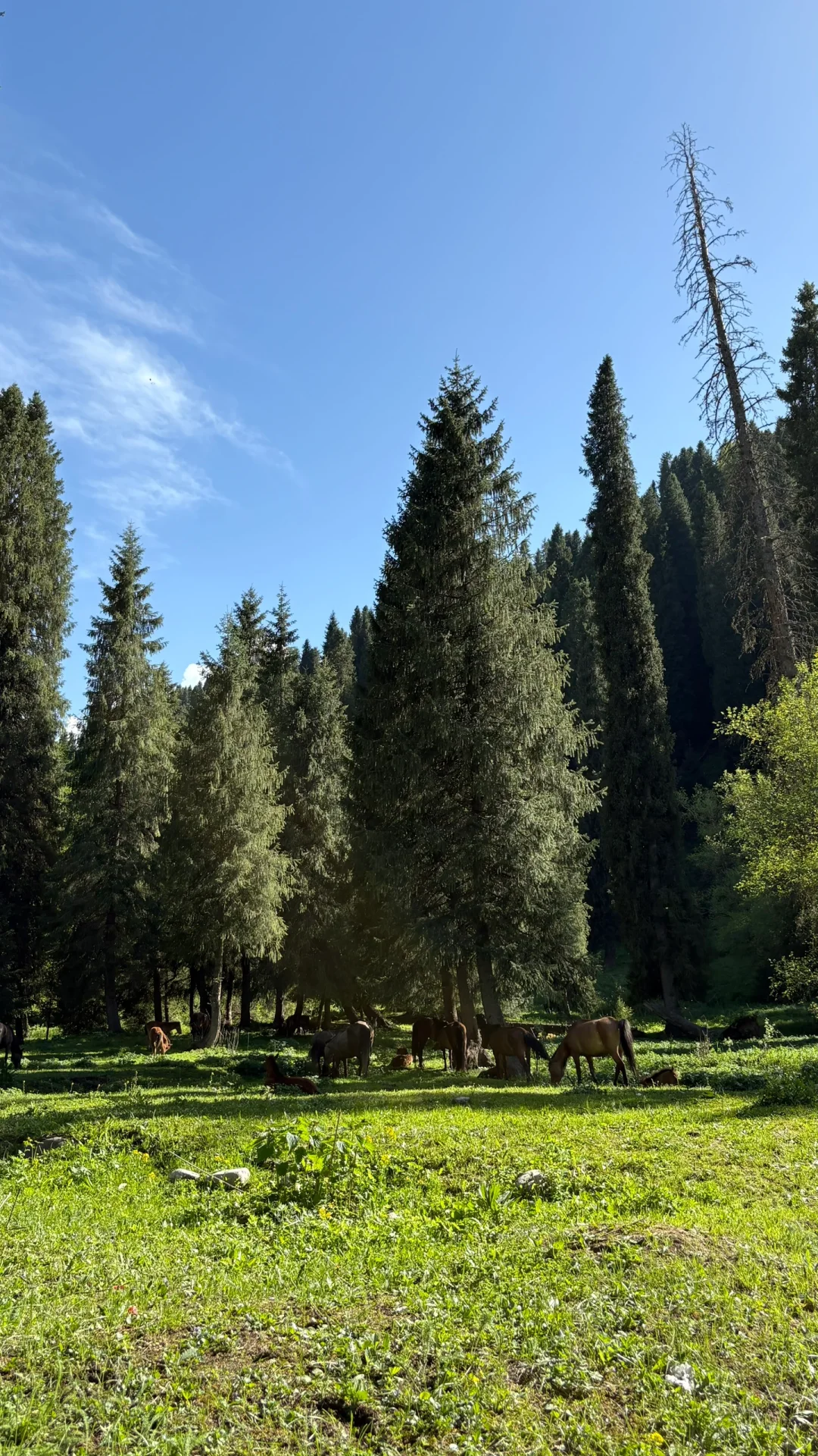 5.14的恰西和库尔德宁大晴天