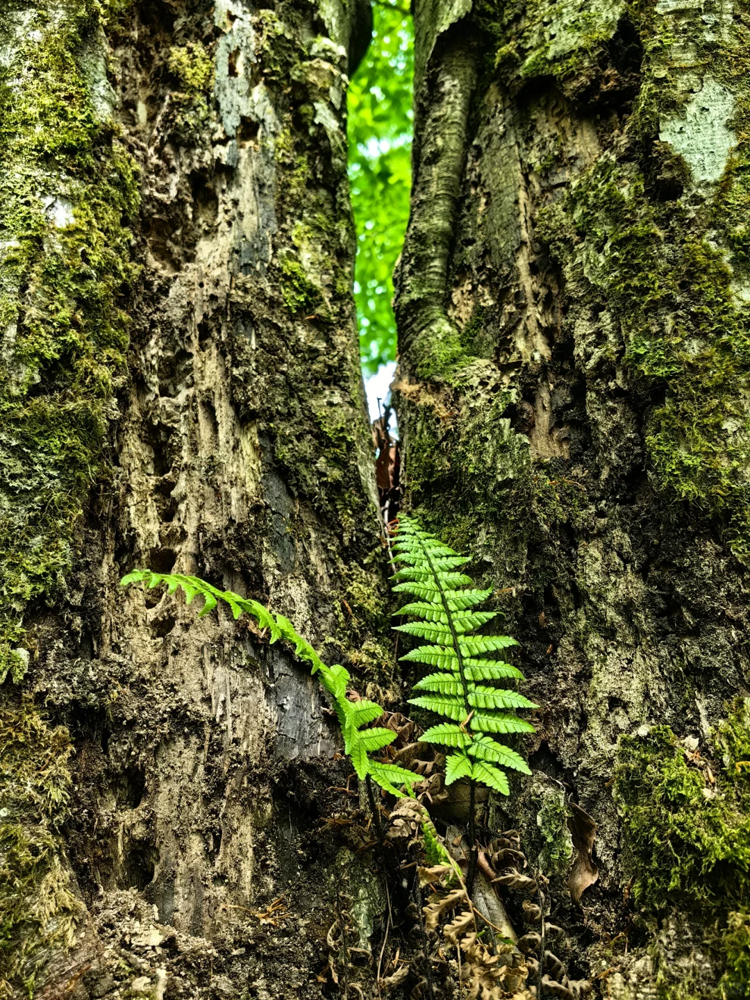 光雾山看高山杜鹃花攻略