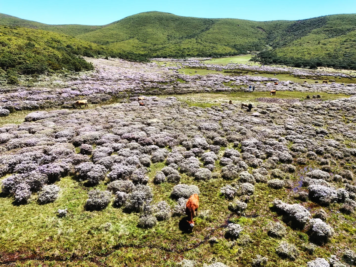 想在大凉山的索玛花草原一直呆着