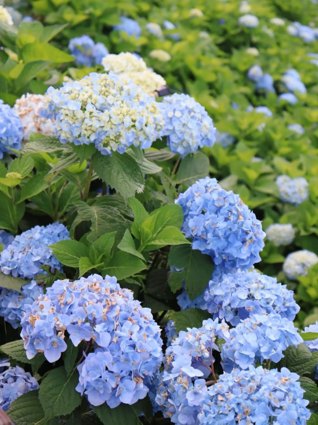 温州泰顺小众打卡景点，绣球花海绝了绝了