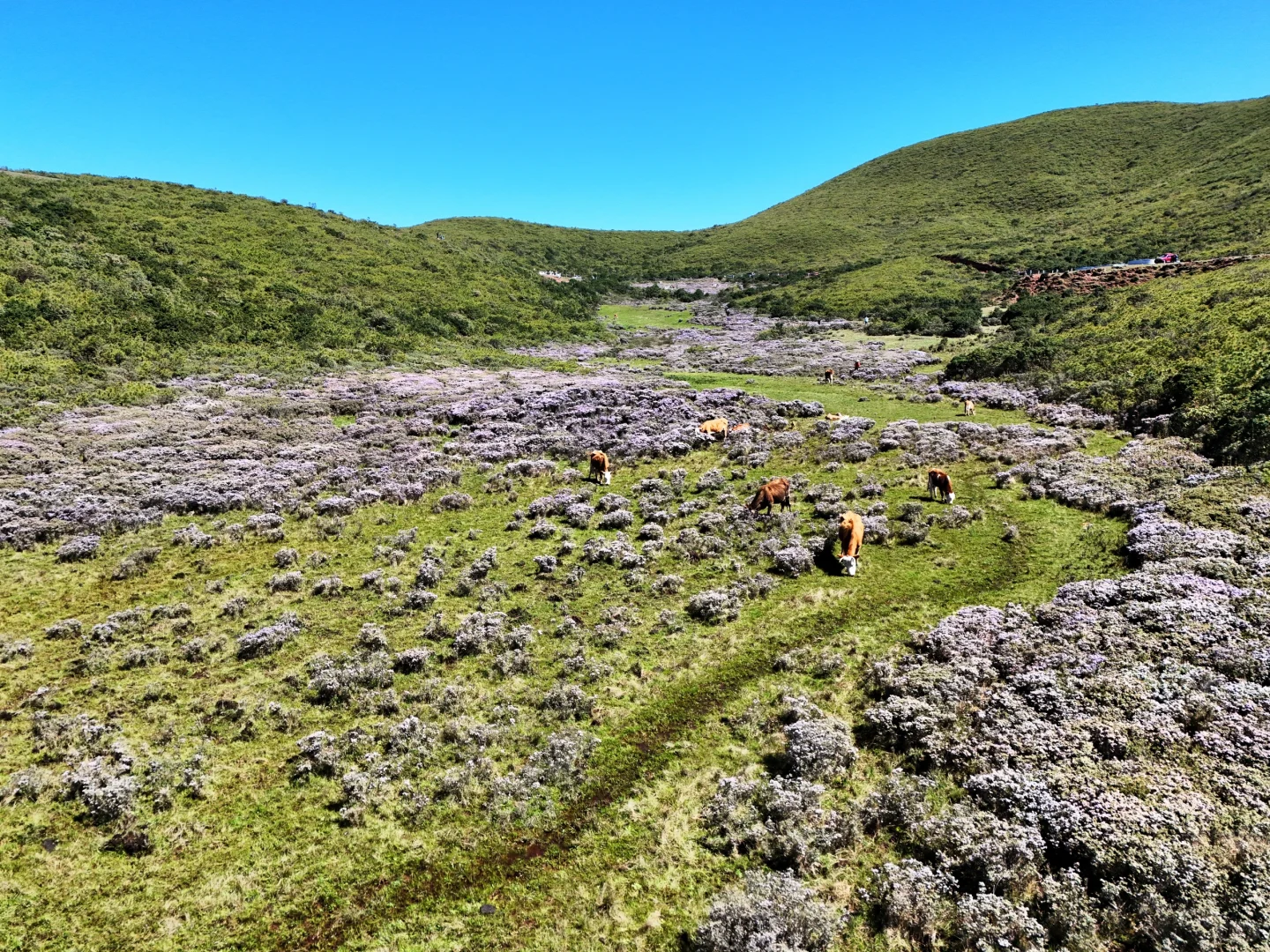想在大凉山的索玛花草原一直呆着