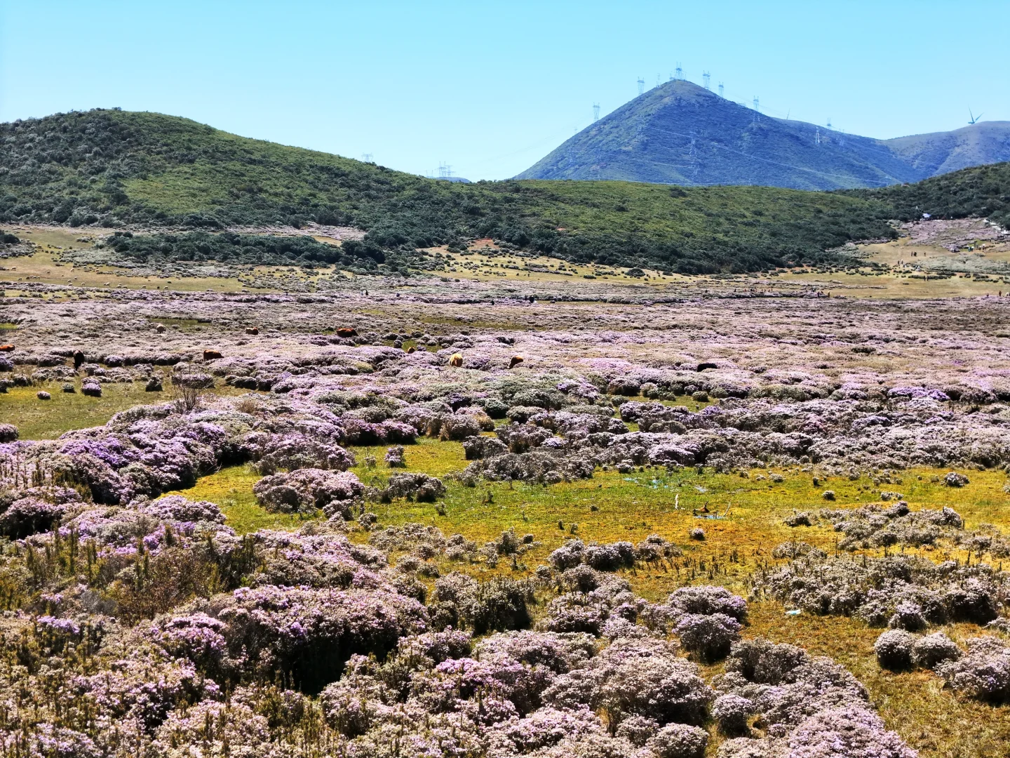 想在大凉山的索玛花草原一直呆着