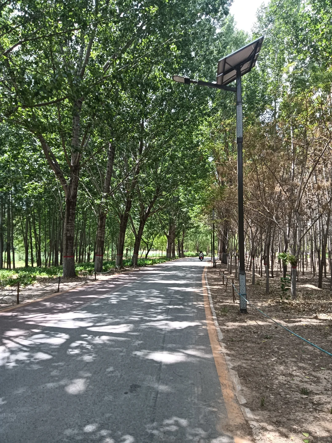 春末夏初的沁河郊野