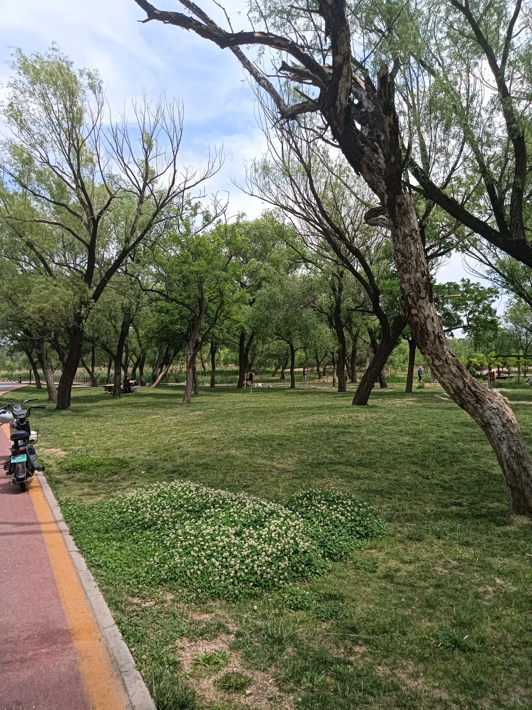 春末夏初的沁河郊野