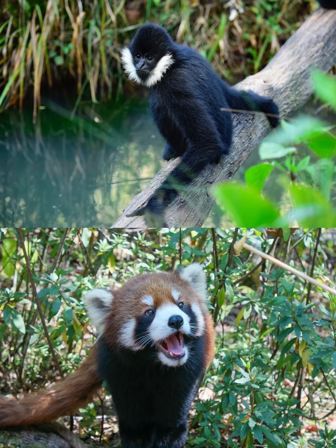 🌿比丽江恬淡，躲进北回归线的绿野仙踪