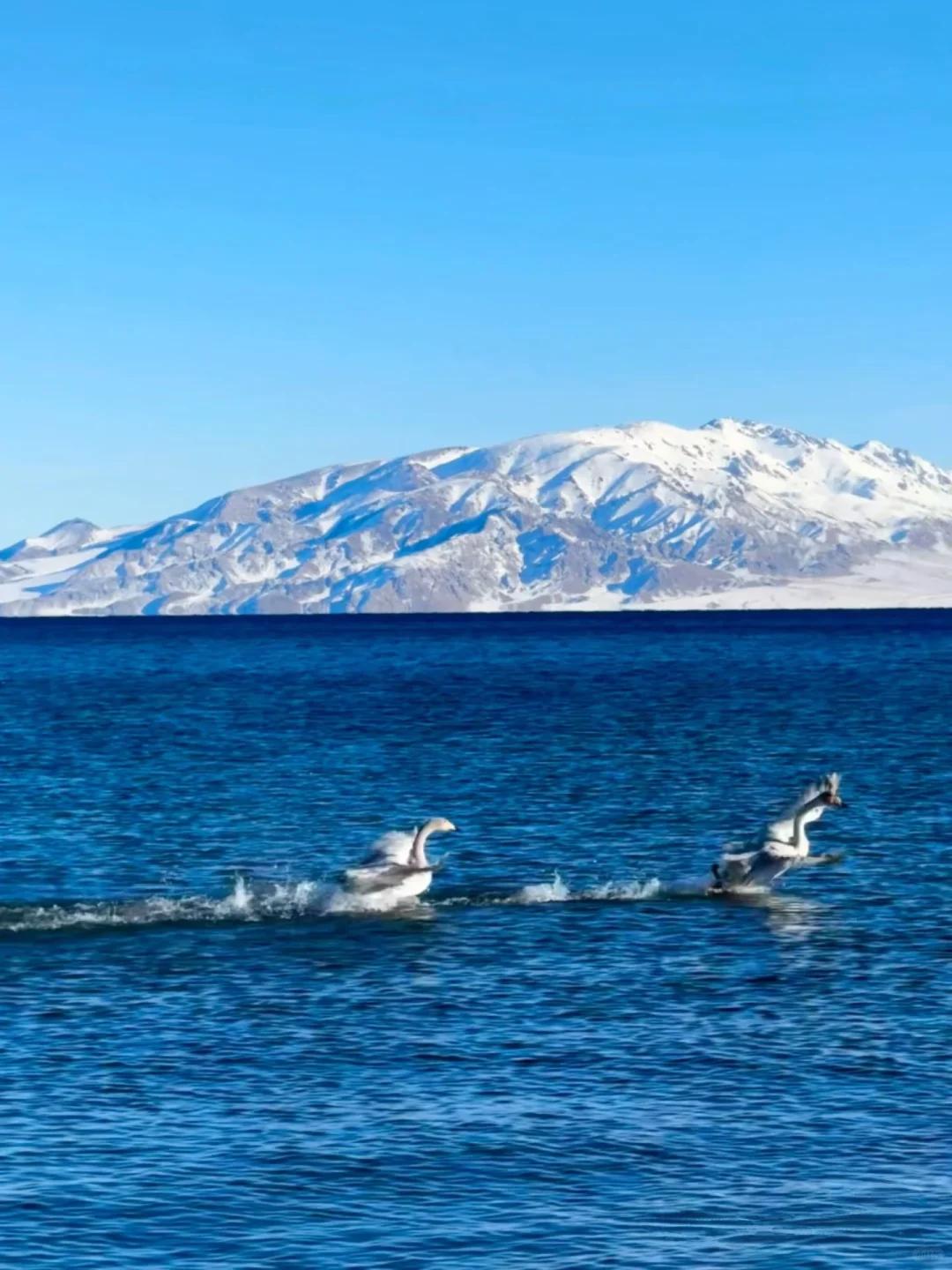 别被网红骗了！赛里木湖最值得拍的其实是这